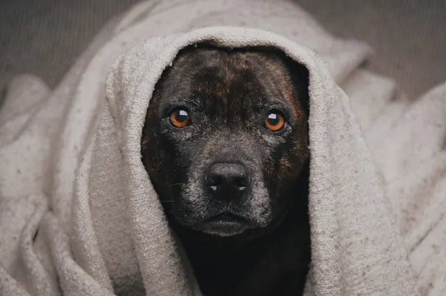 Dog wrapped in a towel after a de-shedding treatment in Plainview NY