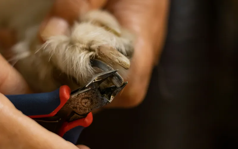 Close-up of a dog's paw getting a nail trim during mobile grooming in Plainview NY