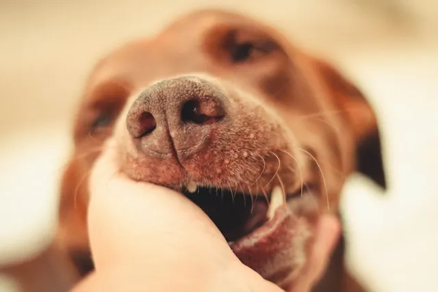 Close-up of a dog's mouth and teeth during a dental care check in Plainview NY