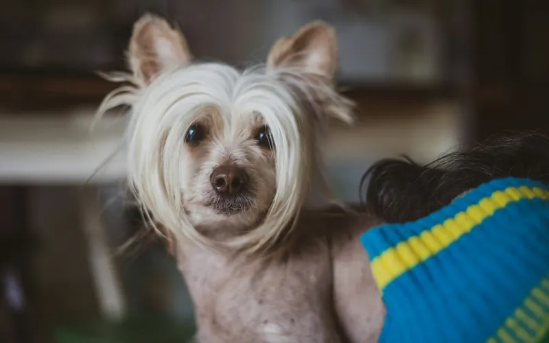 Freshly bathed and groomed Chinese Crested dog after mobile grooming in Plainview NY