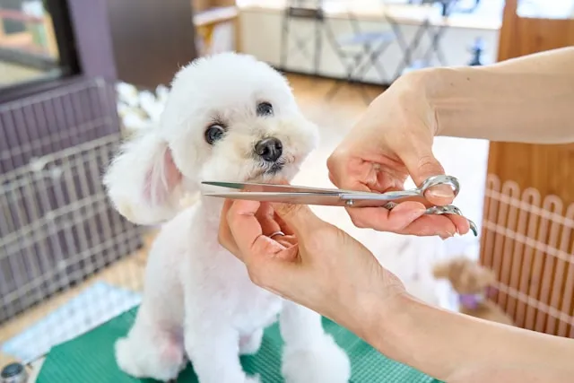 Fluffy white puppy receiving a gentle first grooming trim in Plainview NY