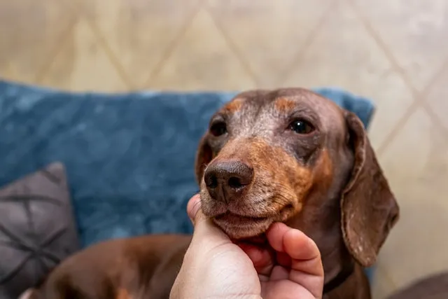 Senior dachshund with a graying muzzle being gently handled during mobile grooming in Plainview NY